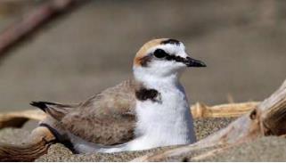 Il Fratino, Charadrius alexandrinus, che, insieme al Corriere piccolo, Charadrius dubius, nidifica a Torre Flavia